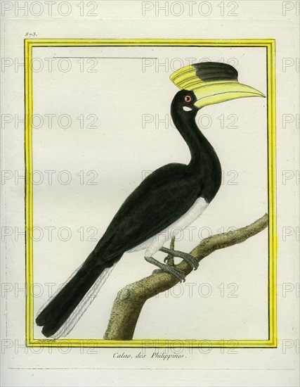 Le Calao des Philippines