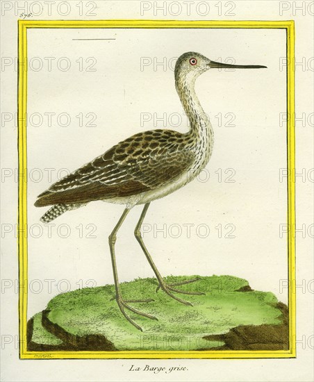 Marbled Godwit