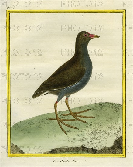 Common Moorhen