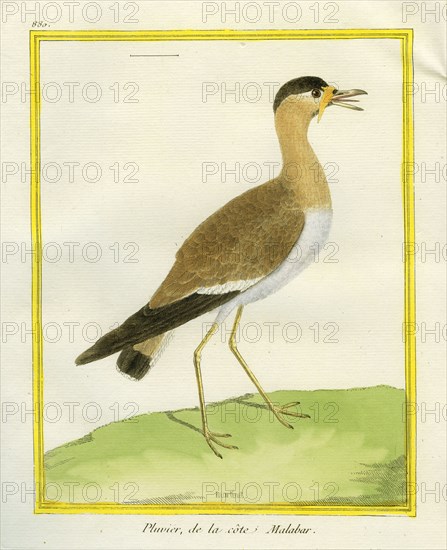Great Stone-curlew