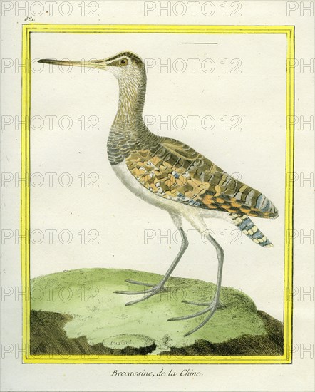 Swinhoe's Snipe