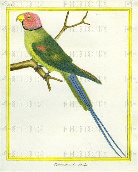 Seychelles Parakeet