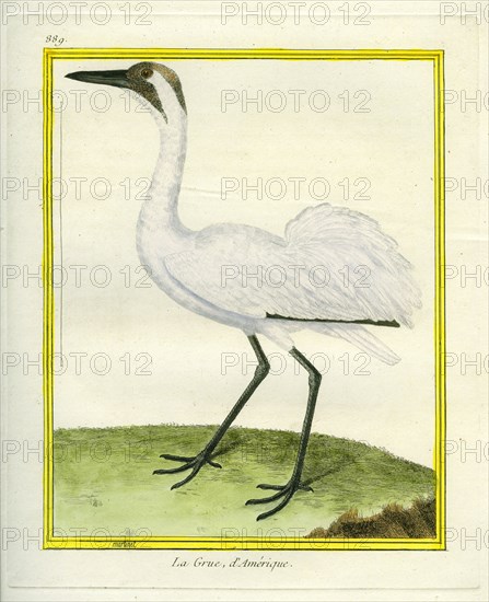 Whooping Crane