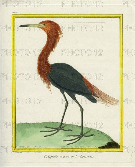 L'Aigrette rousse de la Louisiane