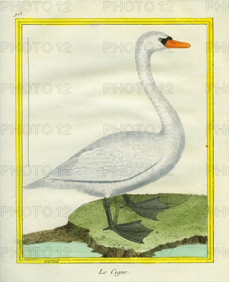 Le Cygne