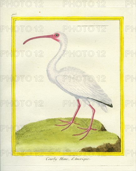 American White Ibis