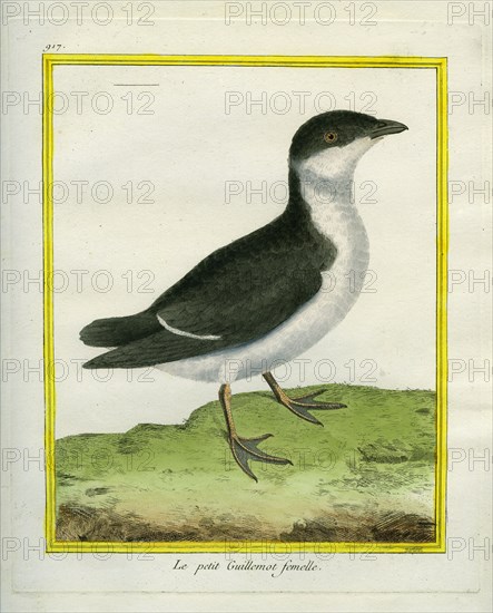 Female Guillemot