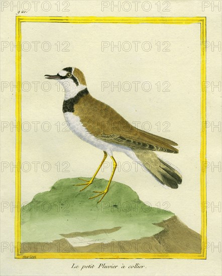 Little Collared Plover