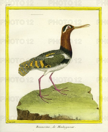 Madagascar Snipe