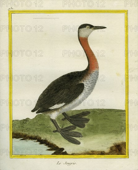 Red-necked Grebe