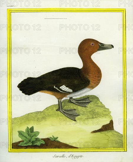 Egyptian Duck