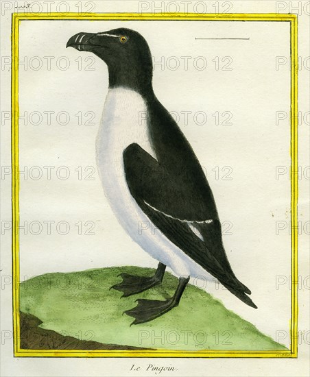 Razorbill