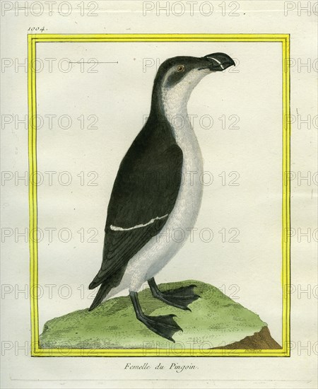 La femelle du Pingouin