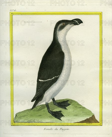 Female Razorbill