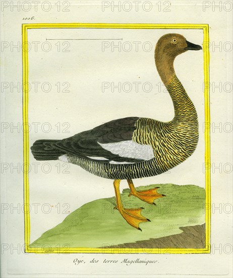 Ruddy-headed Goose