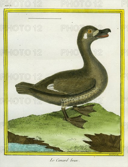 Mottled Duck