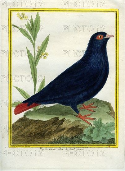 Le Pigeon ramier bleu de Madagascar