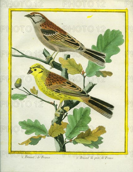 Yellowhammer and Savannah Sparrow