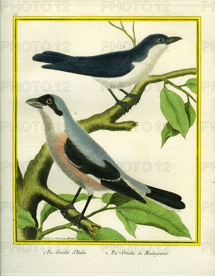 Lesser Grey Shrike and Masked Shrike