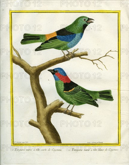 Paradise Tanager and Red-necked Tanager