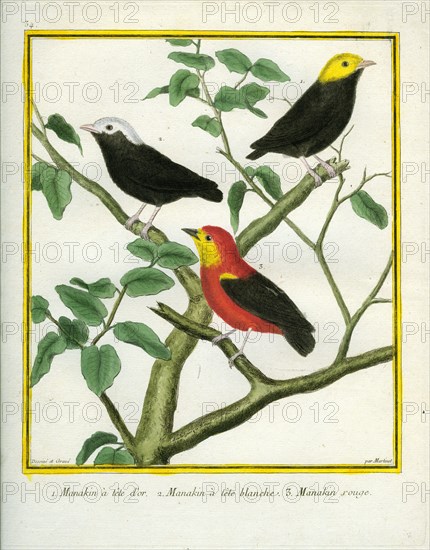 Golden-headed Manakin, White-crowned Manakin and Crimson-hooded Manakin