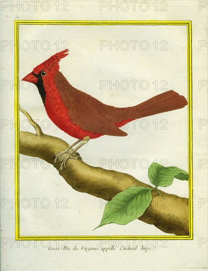 Northern Cardinal