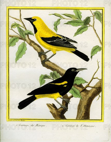 Black-hooded Oriole and Hispaniolan Oriole formerly, Greater Antillean Oriole