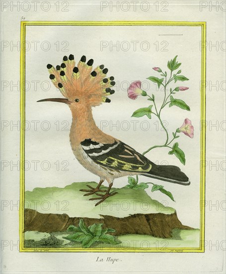 Hoopoe