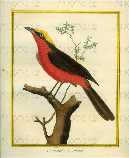 Yellow-crowned Gonolek