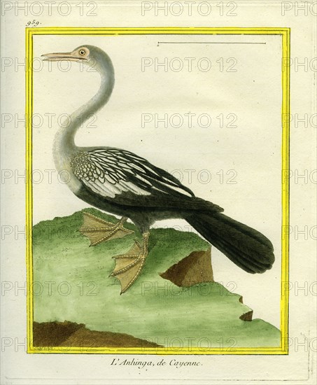 L'Anhinga de Cayenne