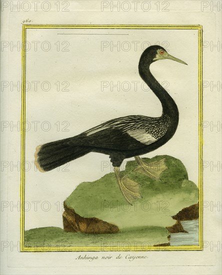 Black Anhinga