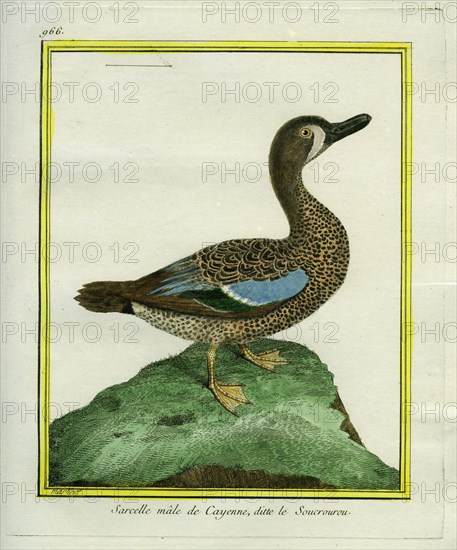 Blue-winged Teal