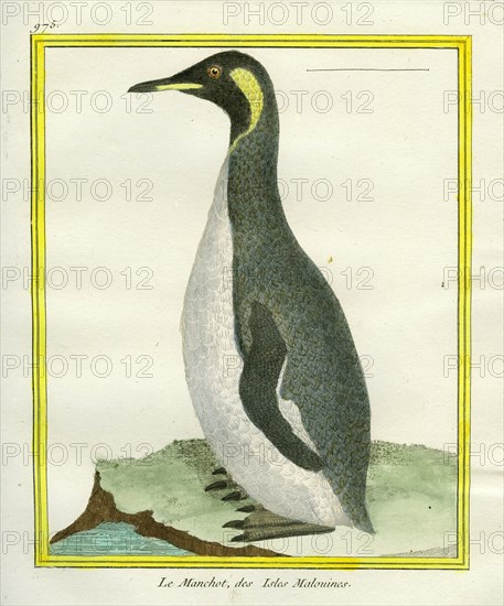 King Penguin