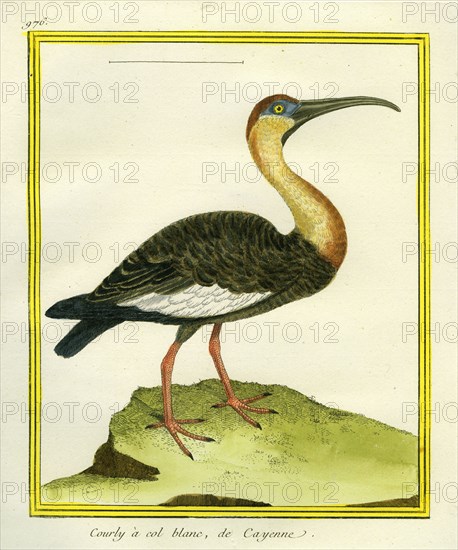 Cayenne White-necked Curlew