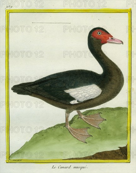 Muscovy Duck