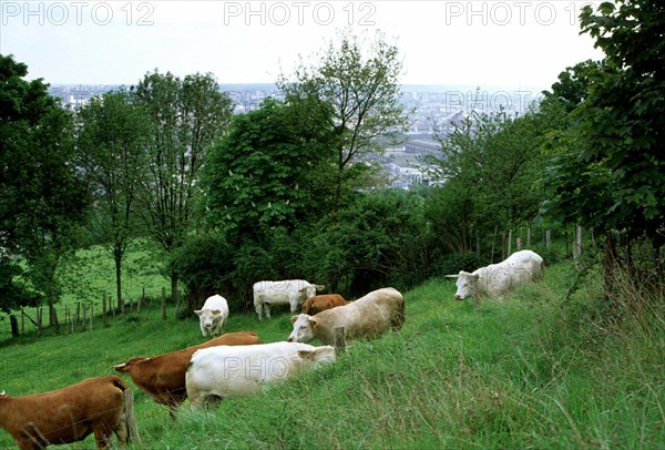 View from atop the north valley, below the University, towards Rouen