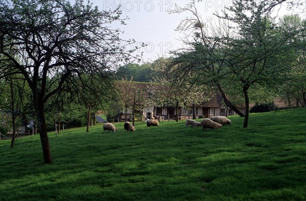 Val-au-Cesne, chaumière face à l'auberge, de l'autre côté de la D5