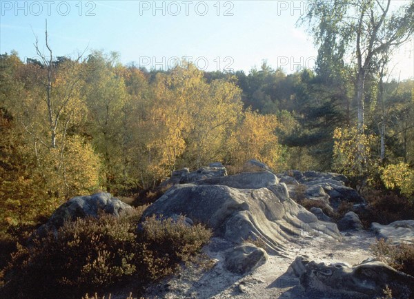 Bois de Montlognon, les Bruyères de Frais Vent