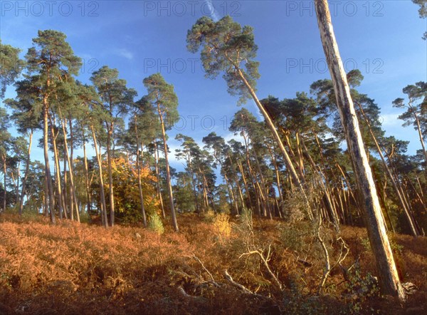 Bois de Perthe, vue du chemin de Baron en direction de la parcelle 245