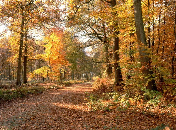 Forêt d'Ermenonville, route du Prince Faustrat en direction du Sud-Ouest