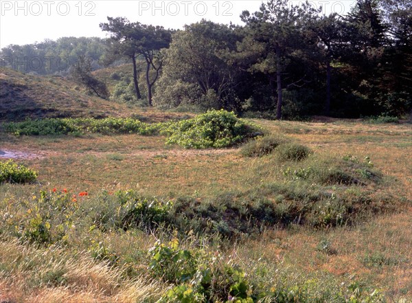 View from the Pont Jaunay path at the former blockhaus, towards the wooded back of the dune