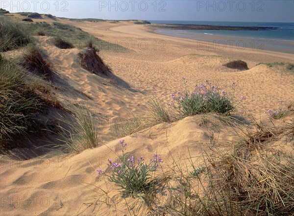 Vue depuis la dune bordière en direction de la Roche Biron