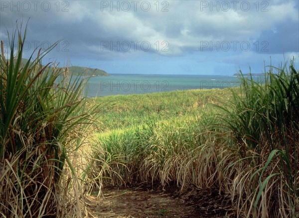 Environs de Beauséjour, champ de canne