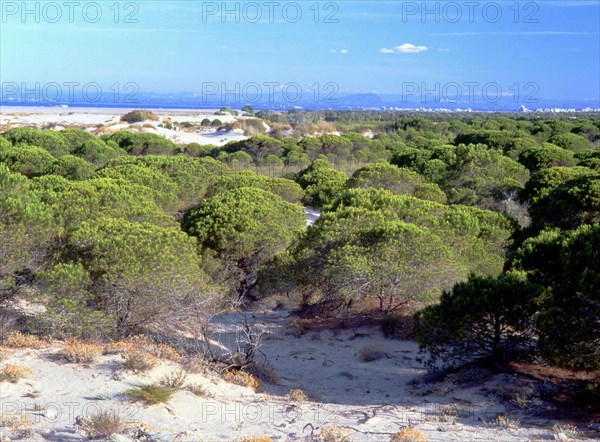 Environs du phare de l'Espiguette