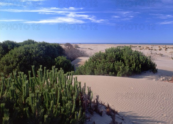 Environs of Espiguette lighthouse