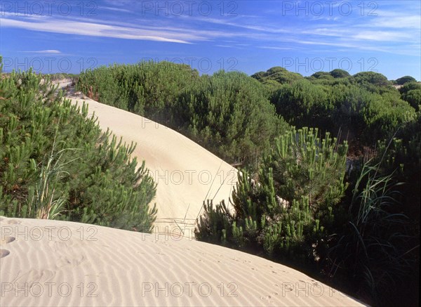 Environs du phare de l'Espiguette