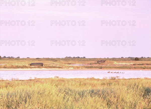 La Bassée, marais du Crotoy