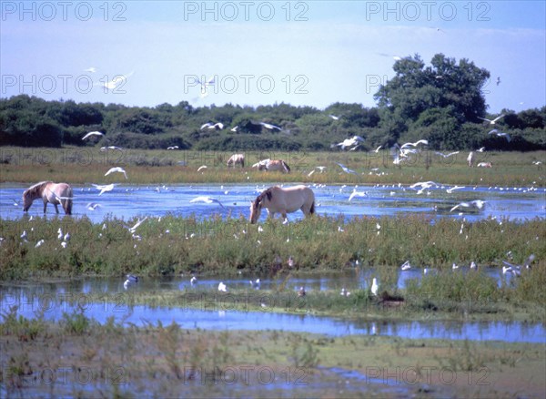 La Bassée, marais du Crotoy