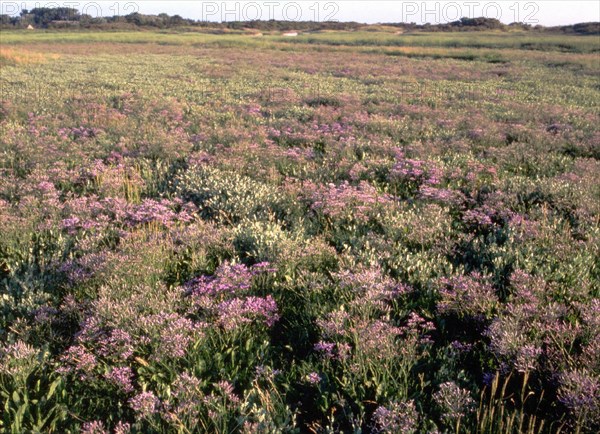 Pointe à Guille, lilas de mer