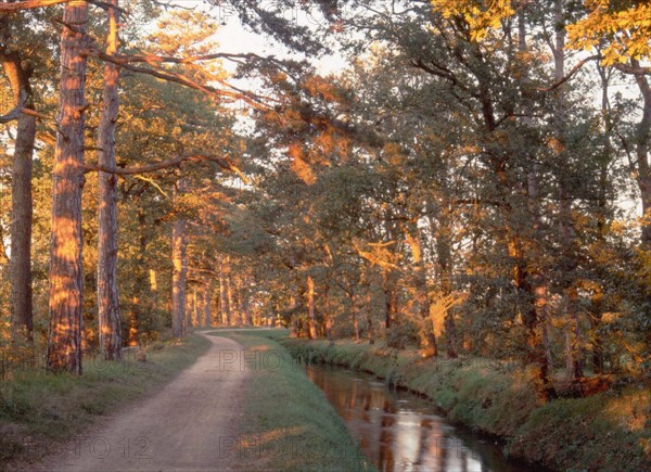 Secteur en sortie de Revel, plantation de pins sylvestres